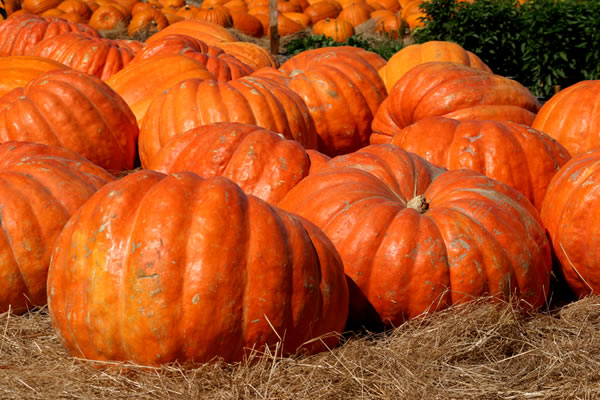 Zucca che passione, parla la nutrizionista